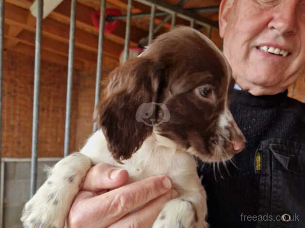 FTCH bred English Springer Spaniels for sale in Carmarthen/Caerfyrddin, Carmarthenshire