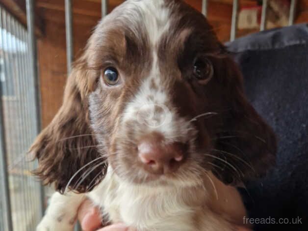 FTCH bred English Springer Spaniels for sale in Carmarthen/Caerfyrddin, Carmarthenshire - Image 2