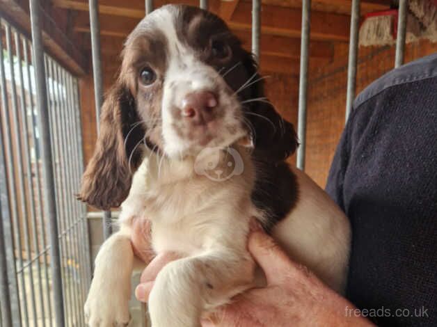 FTCH bred English Springer Spaniels for sale in Carmarthen/Caerfyrddin, Carmarthenshire - Image 3