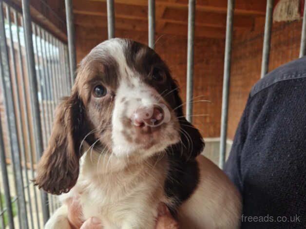 FTCH bred English Springer Spaniels for sale in Carmarthen/Caerfyrddin, Carmarthenshire - Image 5