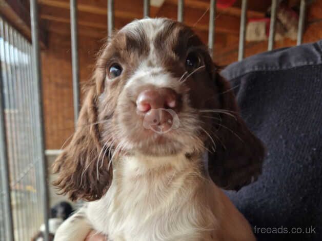 FTCH bred ESS pups for sale in Carmarthen/Caerfyrddin, Carmarthenshire - Image 4