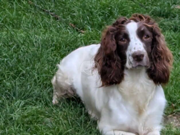 FTCH BRED PUPS FANTASTIC PEDIGREE for sale in Carmarthen/Caerfyrddin, Carmarthenshire - Image 1