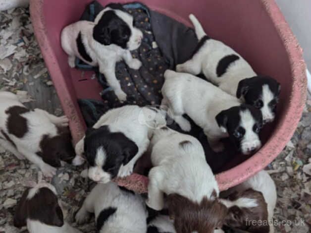 FTCH BRED PUPS FANTASTIC PEDIGREE for sale in Carmarthen/Caerfyrddin, Carmarthenshire - Image 2