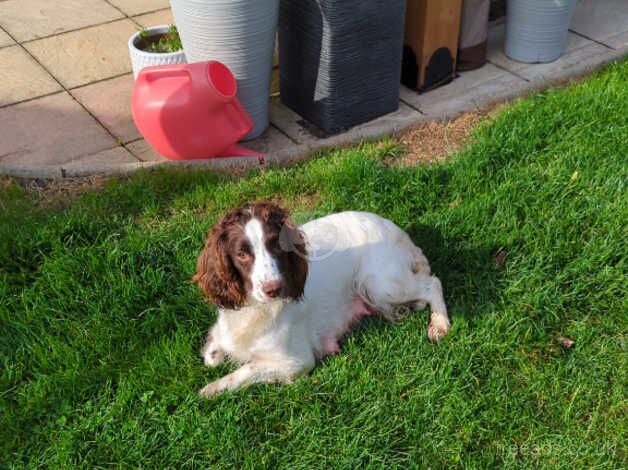 FTCH BRED PUPS FANTASTIC PEDIGREE for sale in Carmarthen/Caerfyrddin, Carmarthenshire - Image 3