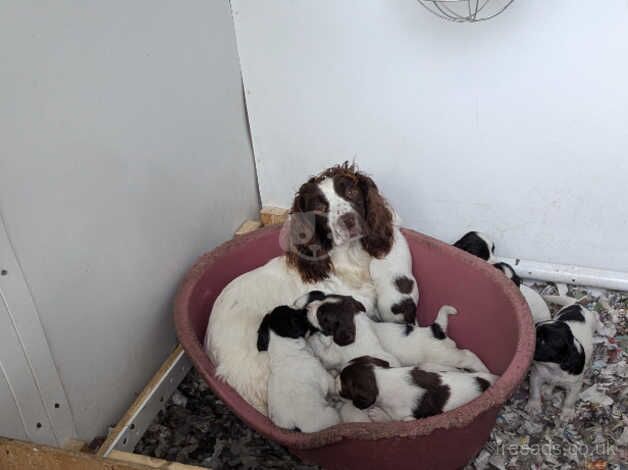 FTCH BRED PUPS FANTASTIC PEDIGREE for sale in Carmarthen/Caerfyrddin, Carmarthenshire - Image 4