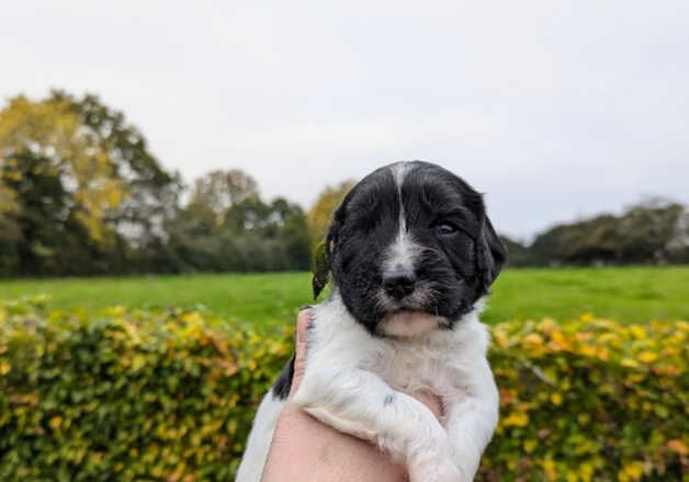 FTCH Line KC Registered English Springer Spaniel Puppies for sale in Bury St Edmunds, Suffolk