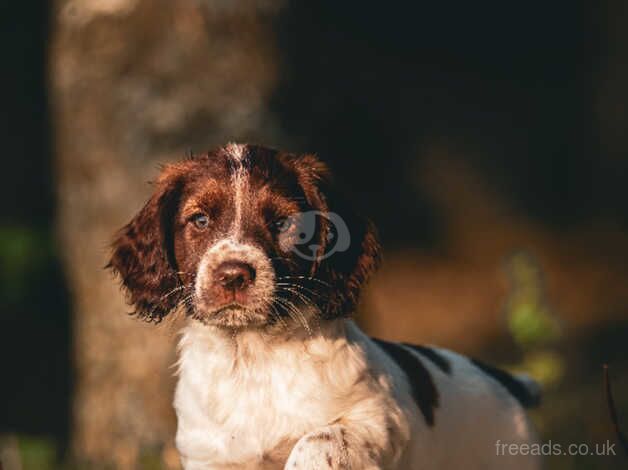 Gorg girl Springer Spaniel for sale in Conwy