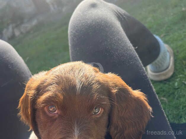 Gorg girl Springer Spaniel for sale in Conwy - Image 3