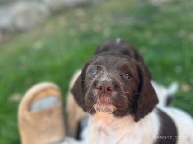 Gorg girl Springer Spaniel for sale in Conwy - Image 4