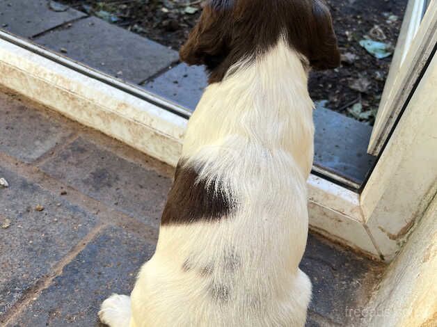 Gorg girl Springer Spaniel for sale in Conwy - Image 5