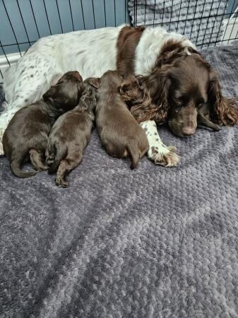 Gorgeous Chocolate Sprocker Spaniels for sale in Crewe, Cheshire