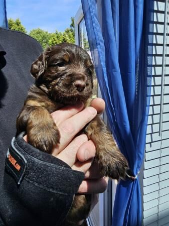 Gorgeous Chocolate Sprocker Spaniels for sale in Crewe, Cheshire - Image 2