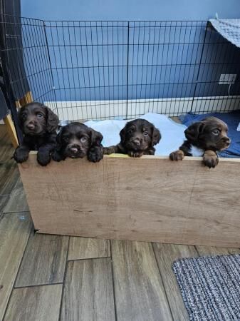 Gorgeous Chocolate Sprocker Spaniels for sale in Crewe, Cheshire - Image 3