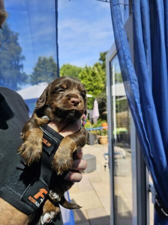 Gorgeous Chocolate Sprocker Spaniels for sale in Crewe, Cheshire - Image 4