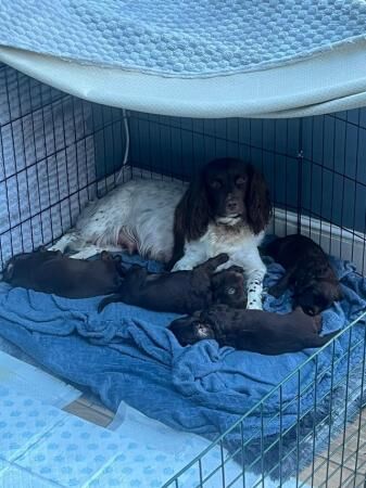 Gorgeous Chocolate Sprocker Spaniels for sale in Crewe, Cheshire - Image 5