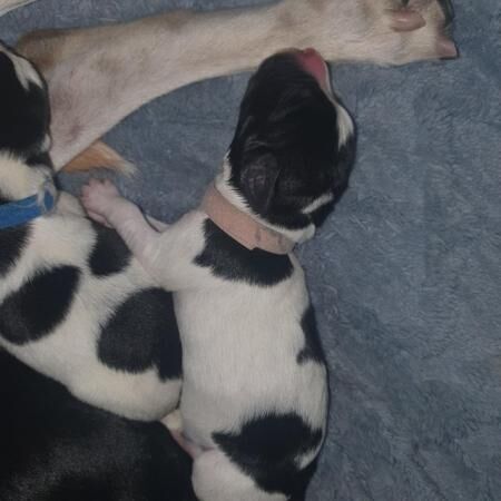 Gorgeous Chunky Springer Spaniel x Lurcher Puppies! for sale in Doncaster, South Yorkshire - Image 3