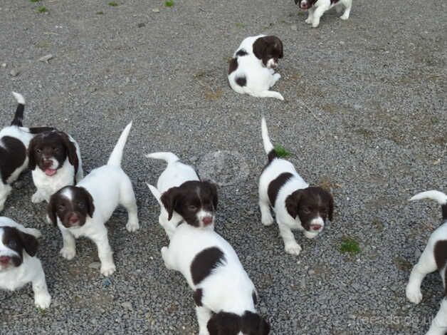 Gorgeous English Springer Spaniel Puppies for sale in Lockerbie, Dumfries and Galloway