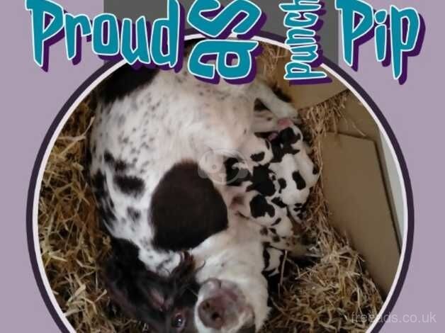 Gorgeous English Springer Spaniel Puppies Mixed Litter for sale in Durham, County Durham