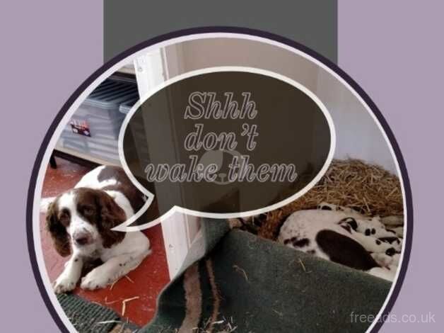 Gorgeous English Springer Spaniel Puppies Mixed Litter for sale in Durham, County Durham - Image 2