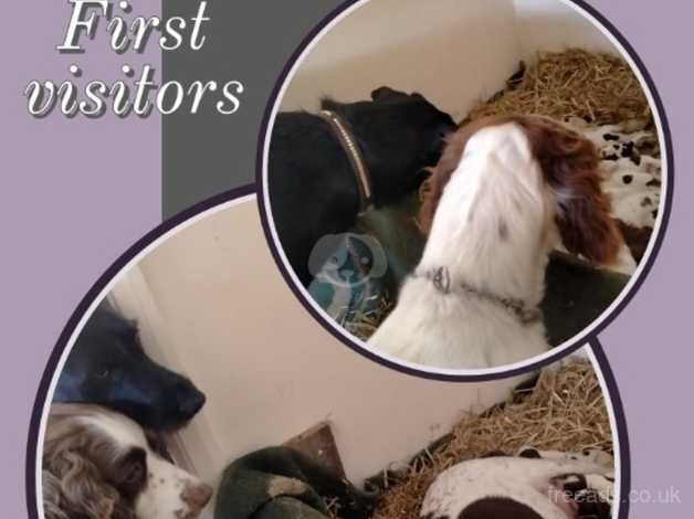 Gorgeous English Springer Spaniel Puppies Mixed Litter for sale in Durham, County Durham - Image 3