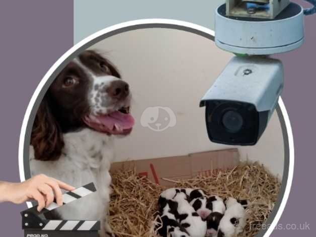 Gorgeous English Springer Spaniel Puppies Mixed Litter for sale in Durham, County Durham - Image 5