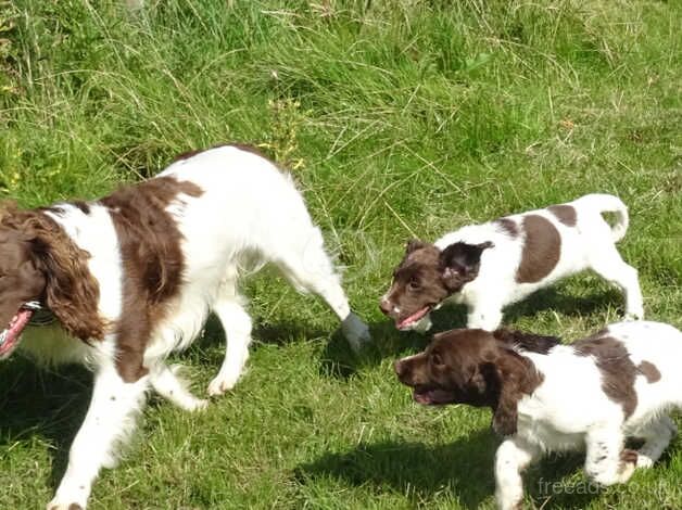 Boy springer spaniel for sale in Lockerbie, Dumfries and Galloway