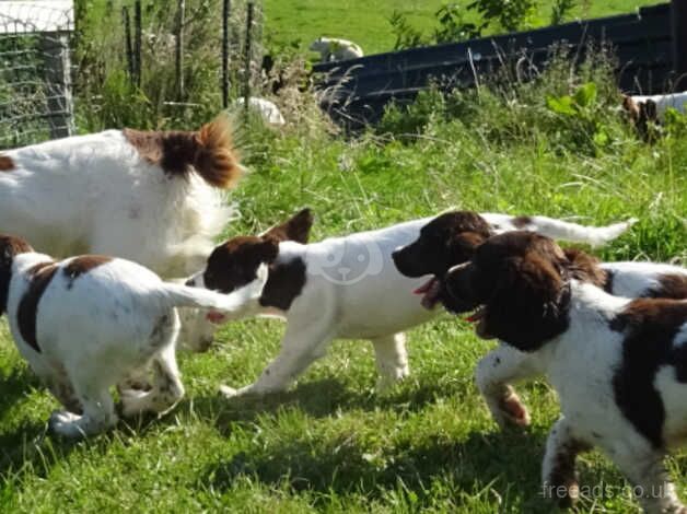 Boy springer spaniel for sale in Lockerbie, Dumfries and Galloway - Image 2