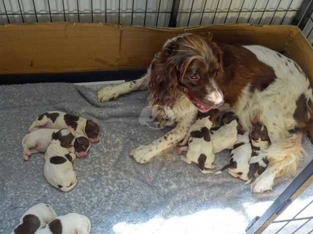 Boy springer spaniel for sale in Lockerbie, Dumfries and Galloway - Image 3