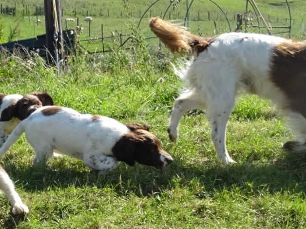 Boy springer spaniel for sale in Lockerbie, Dumfries and Galloway - Image 4