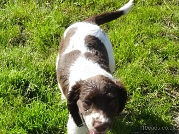 Boy springer spaniel for sale in Lockerbie, Dumfries and Galloway - Image 5