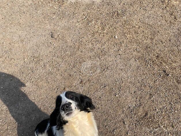 Gorgeous Springer Spaniel 12month old male dog for sale in Redcar, North Yorkshire