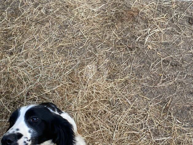 Gorgeous Springer Spaniel 12month old male dog for sale in Redcar, North Yorkshire - Image 2