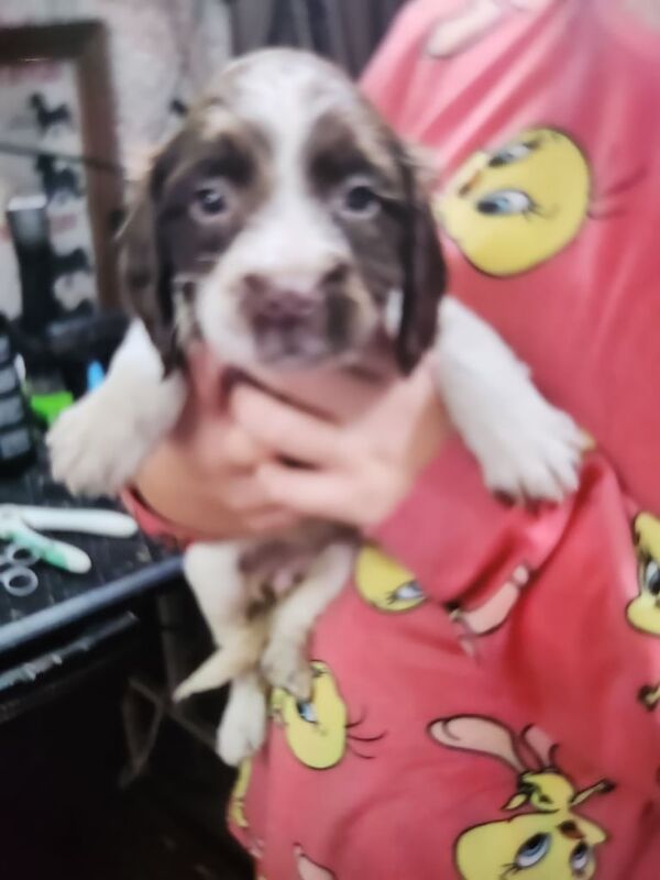 Gorgeous Springer Spaniel Puppies for sale in Belfast, Belfast