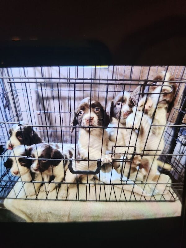 Gorgeous Springer Spaniel Puppies for sale in Belfast, Belfast - Image 2