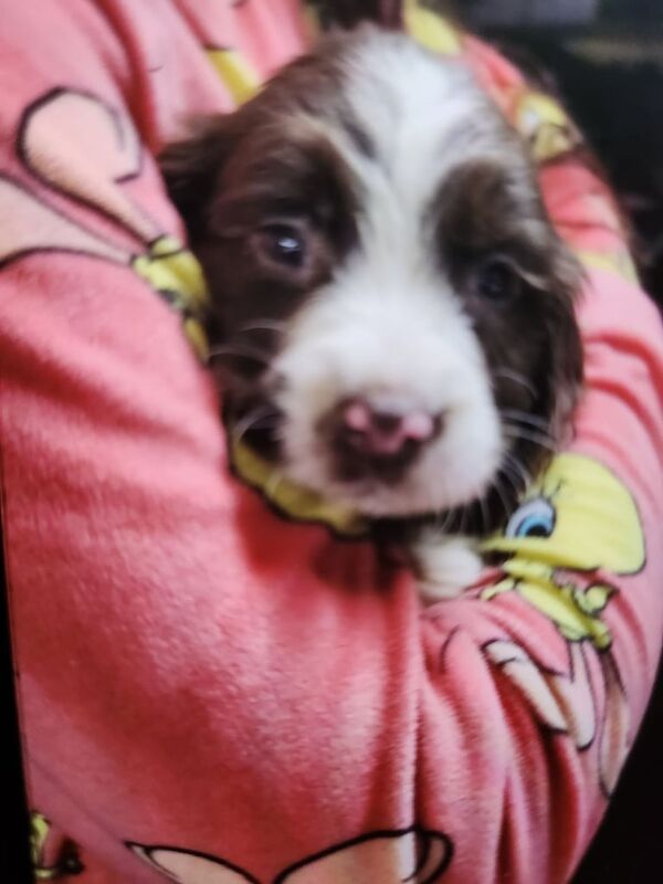 Gorgeous Springer Spaniel Puppies for sale in Belfast, Belfast - Image 3