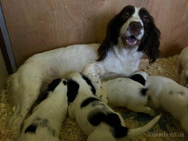 Gorgeous Springer spaniel pups KC registered for sale in Dunfermline, Fife