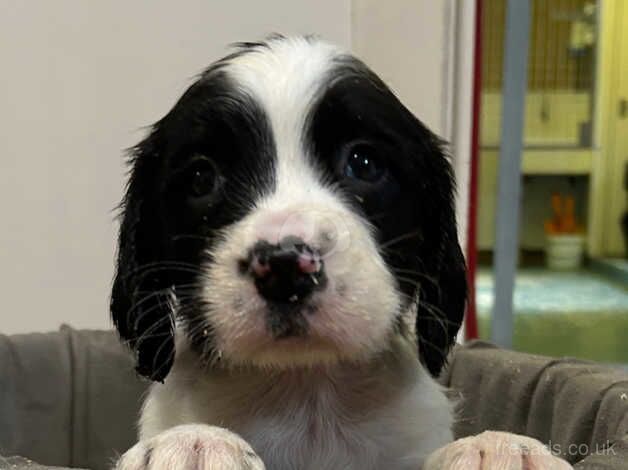 Gorgeous Springer spaniel pups KC registered for sale in Dunfermline, Fife - Image 2