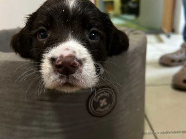 Gorgeous Springer spaniel pups KC registered for sale in Dunfermline, Fife - Image 3