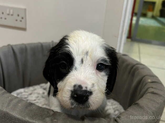 Gorgeous Springer spaniel pups KC registered for sale in Dunfermline, Fife - Image 4