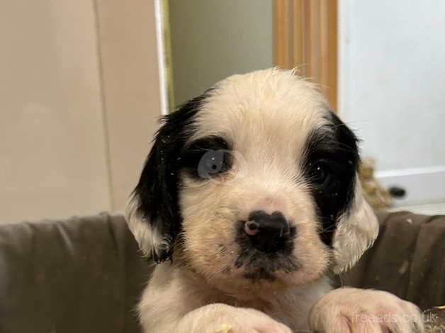 Gorgeous Springer spaniel pups KC registered for sale in Dunfermline, Fife - Image 5