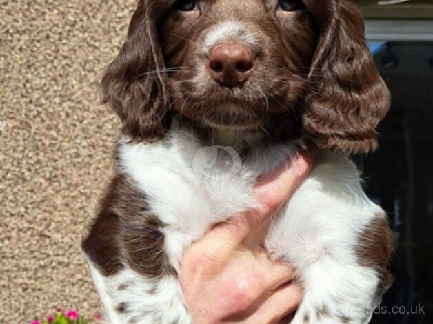 Gorgeous springer spaniels puppies for sale in Lockerbie, Dumfries and Galloway