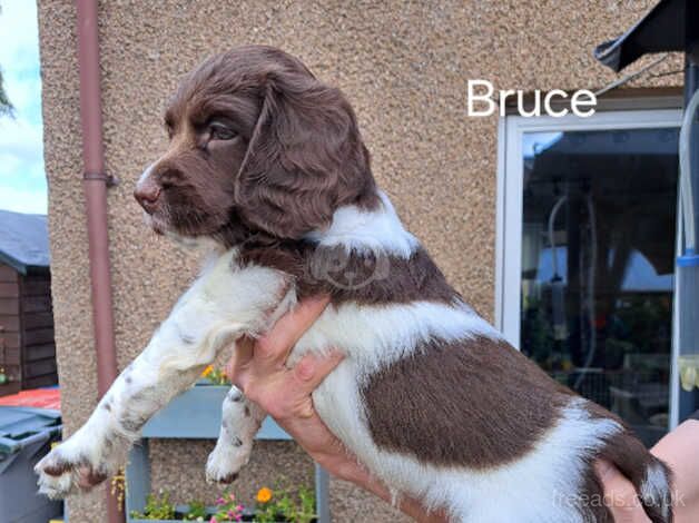 Gorgeous springer spaniels puppies for sale in Lockerbie, Dumfries and Galloway - Image 2