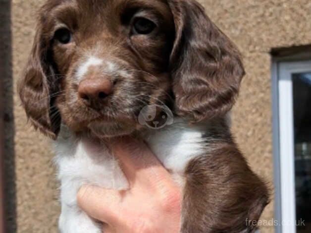 Gorgeous springer spaniels puppies for sale in Lockerbie, Dumfries and Galloway - Image 5