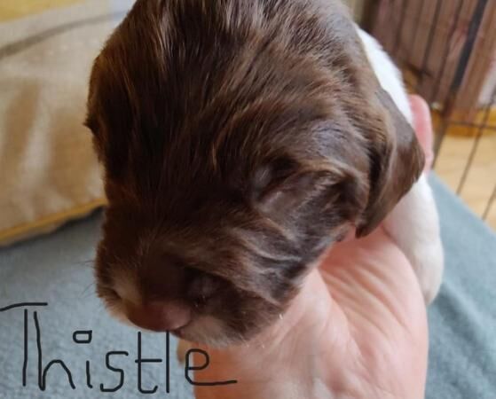 Health tested exceptional quality English Springer puppies for sale in East Tuddenham, Norfolk