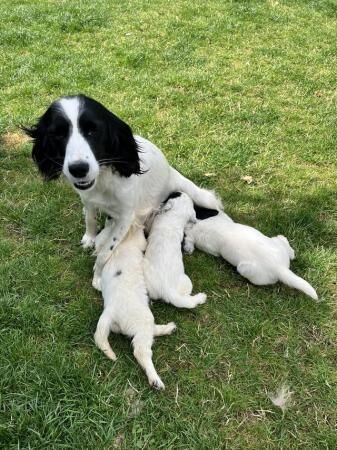 KC black and white springer spaniel puppies for sale in Upton upon Severn, Worcestershire