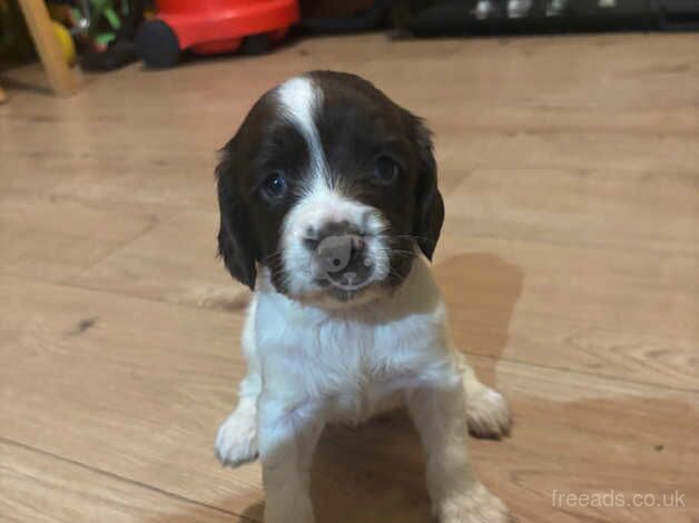 Kc English springer spaniels for sale in Ibstock, Leicestershire