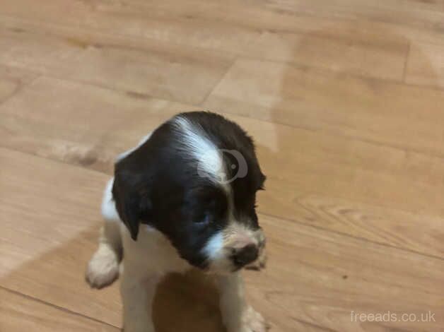 Kc English springer spaniels for sale in Ibstock, Leicestershire - Image 2