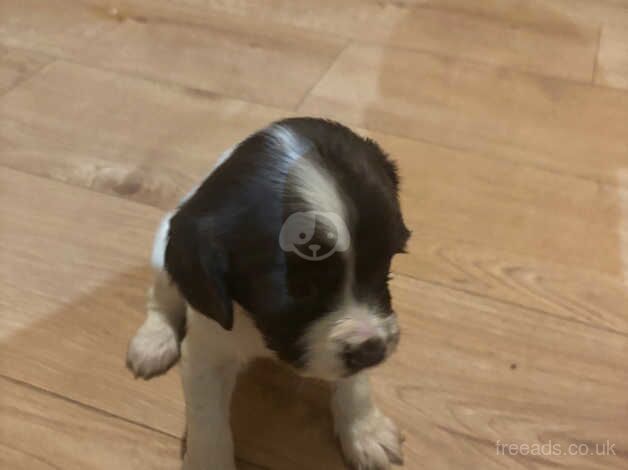 Kc English springer spaniels for sale in Ibstock, Leicestershire - Image 3