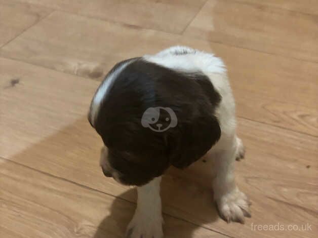 Kc English springer spaniels for sale in Ibstock, Leicestershire - Image 4