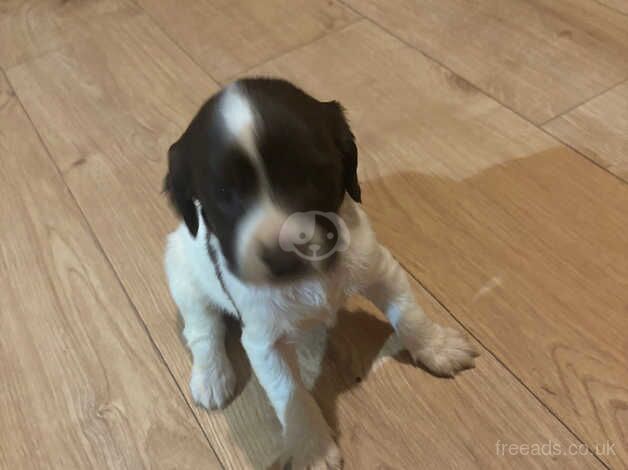 Kc English springer spaniels for sale in Ibstock, Leicestershire - Image 5